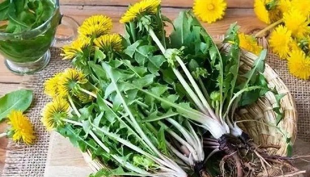 နေ့စဉ်နေ့တိုင်း dandelions ကိုသောက်တဲ့အခါသင့်ခန္ဓာကိုယ်ထဲမှာဘာအပြောင်းအလဲတွေတွေ့ရလဲ။ Dandelion သည်ကင်ဆာရောဂါတိုက်ဖျက်ရေးအတွက်မှန်ကန်ပါသလား။