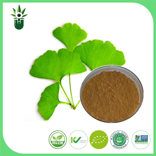 Ginkgo Biloba Leaf ထုတ်ယူမှုကို Ginkgo Biloba Leaf ထုတ်ယူနိုင်ပါသလား။