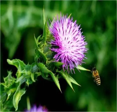 Milk Thistle ၏အဓိကအကျိုးကျေးဇူးများနှင့်ပစ်မှတ်ထားသောအနေဖြင့်မည်သည့်အချက်ကိုမှပစ်မှတ်ထားသနည်း။