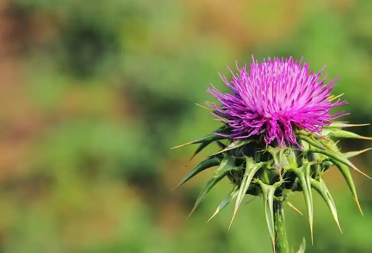 Silymariin ကိုကုသရန်မည်သည့်ရောဂါများကိုအသုံးပြုနိုင်မည်နည်း။