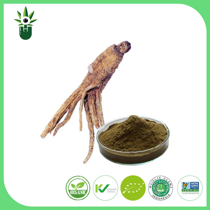 Angelica Extract ၊