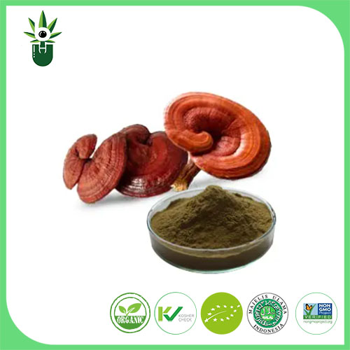 Ganoderma Lucidum Extract