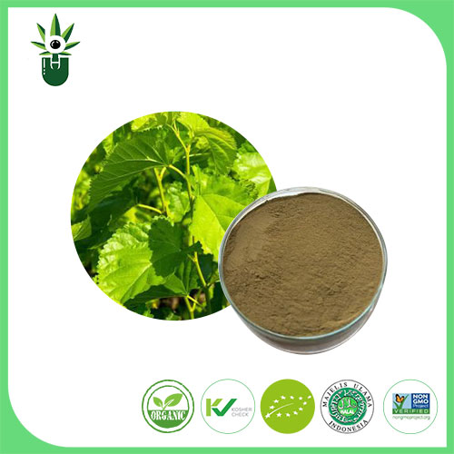 Mulberry Leaf Extract